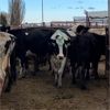 Image 2 : Idaho Dairies/Ranches - 51 Cows (Burley, ID)