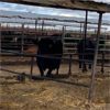 Image 3 : Idaho Dairies/Ranches - 51 Cows (Burley, ID)