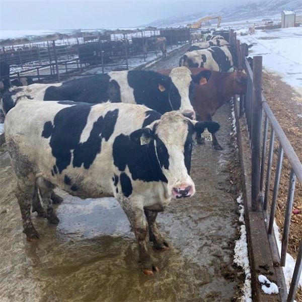 Idaho Dairies/Ranches - 94 Cows (Burley, ID)