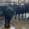 Image 2 : Idaho Dairies/Ranches - 94 Cows (Burley, ID)