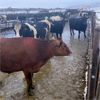 Image 4 : Idaho Dairies/Ranches - 94 Cows (Burley, ID)