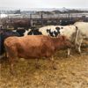 Image 2 : Idaho Dairies/Ranches - 118 Cows/Heifers (Burley, ID)