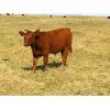 Image 3 : Brad & Sandy Lockhart - 520# Steer Calves - 110 Head (Big Stone, AB)