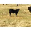 Image 4 : Brad & Sandy Lockhart - 520# Steer Calves - 110 Head (Big Stone, AB)
