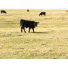 Image 6 : Brad & Sandy Lockhart - 520# Steer Calves - 110 Head (Big Stone, AB)