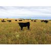 Image 3 : Slemp Farms - 550# Steer Calves - 80 Head (Fleet, AB)