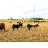Image 9 : Slemp Farms - 550# Steer Calves - 80 Head (Fleet, AB)