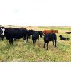 Image 4 : Slemp Farms - 525# Heifer Calves - 80 Head (Fleet, AB)