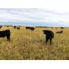 Image 5 : Slemp Farms - 525# Heifer Calves - 80 Head (Fleet, AB)