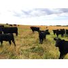 Image 7 : Slemp Farms - 525# Heifer Calves - 80 Head (Fleet, AB)