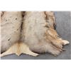 Image 2 : Large Montana Taxidermy Trophy Elk Hide