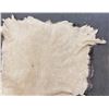 Image 8 : Large Montana Taxidermy Trophy Elk Hide