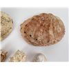 Image 8 : Lot of Abalone and Sea Shells