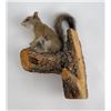 Image 1 : Montana Taxidermy Squirrel on Tree