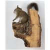 Image 2 : Montana Taxidermy Squirrel on Tree
