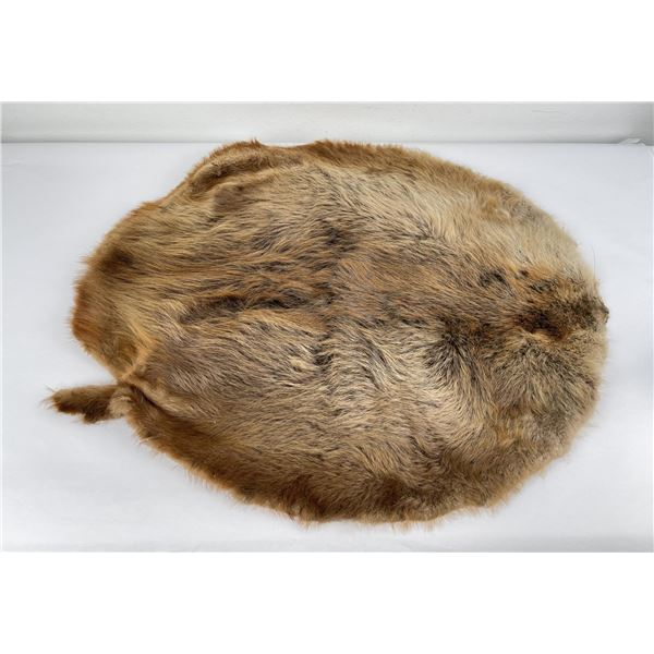 Montana Taxidermy Beaver Fur Pelt