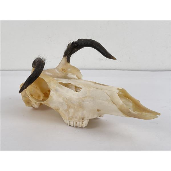 Mutant Montana Pronghorn Antelope Skull