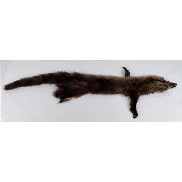 Beautiful Wild Fisher Fur Pelt Taxidermy