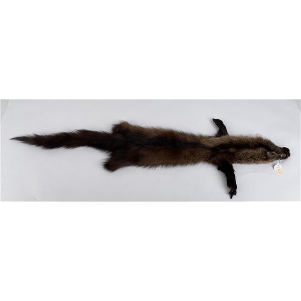 Beautiful Wild Fisher Fur Pelt Taxidermy