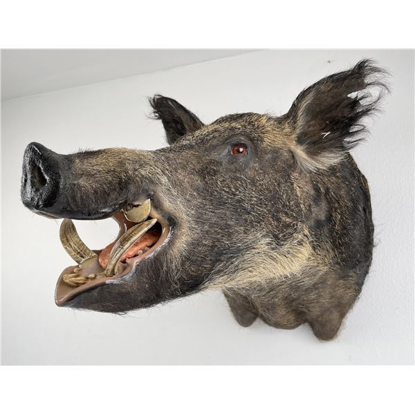 Large Black Wild Boar Taxidermy Mount