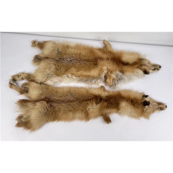 Pair of Montana Taxidermy Red Fox Hides