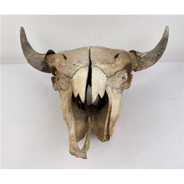 Nice Large Montana Buffalo Skull