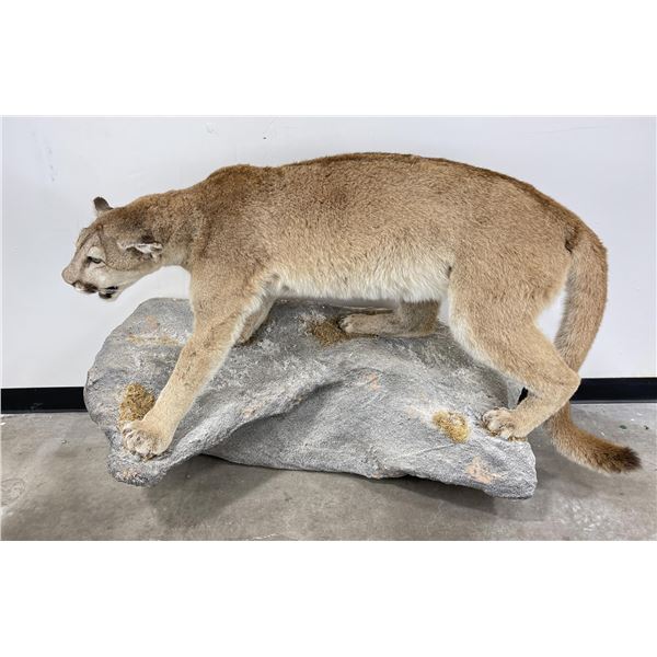 Giant Montana Mountain Lion Taxidermy Mount