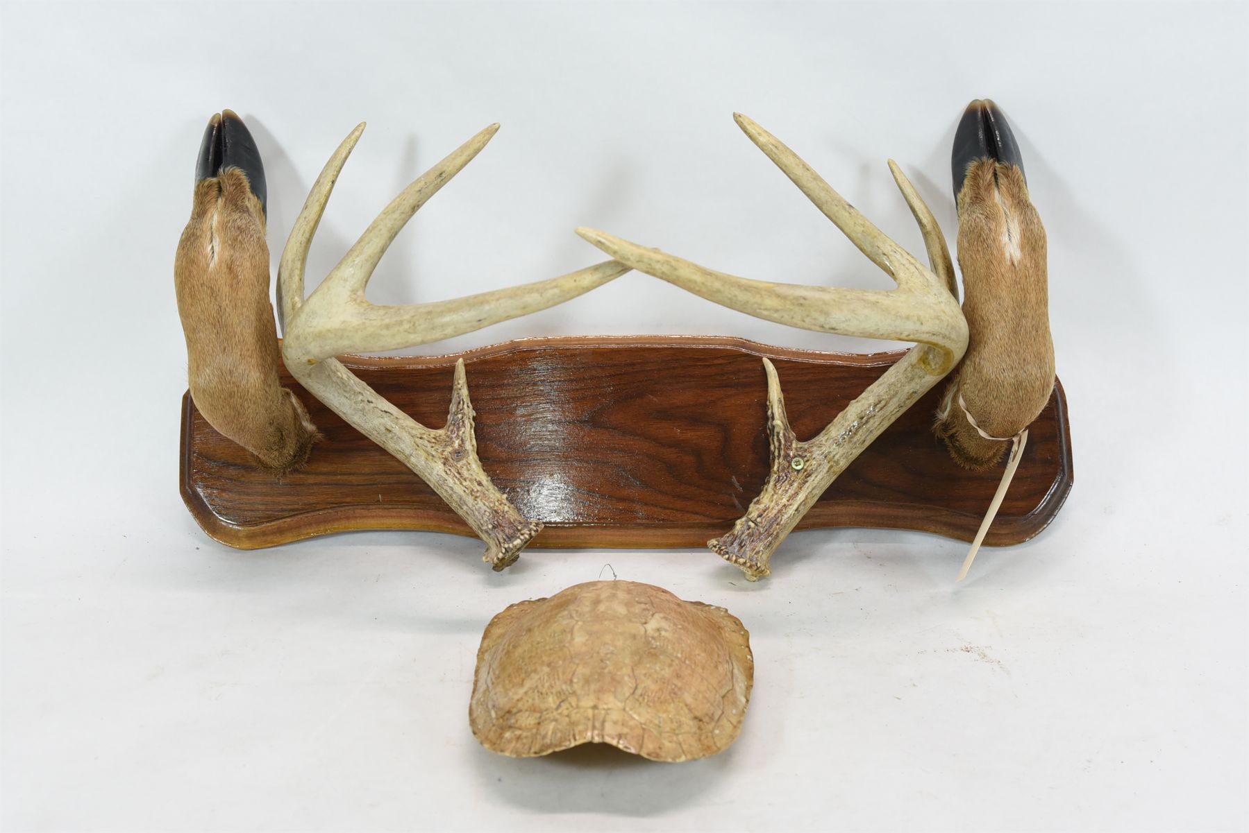 Gun Rack Deer Antler & Feet & Turtle Shell