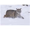 Image 2 : Northern Michigan bobcat hunt for 1 hunter and 1 non-hunter