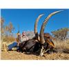 Image 2 : 2 Sable Hunt (up to 40") for 2 hunters (1 Sable each), 6-days/7-nights