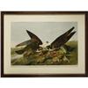 Image 1 : Audubon Bien Edition Print Hawks