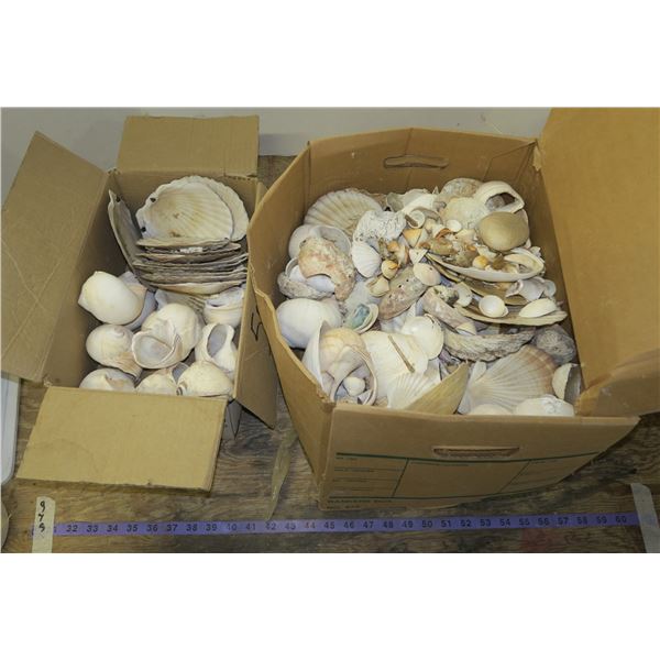 Lot of Sea Shells