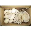 Image 3 : Lot of Sea Shells