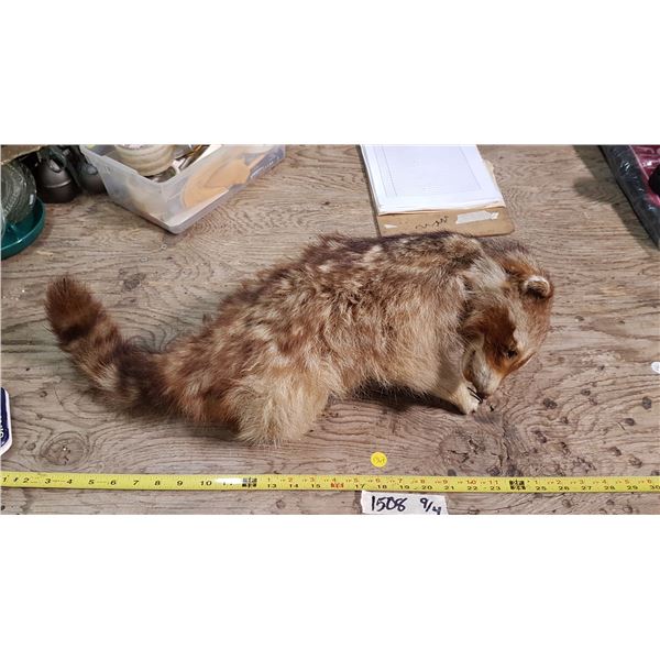 Taxidermy Raccoon Mount