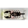 Image 1 : INCASED ORIGINAL REAL SCORPION