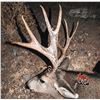 Image 3 : Nevada 231 Mule deer voucher