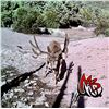Image 4 : Nevada 231 Mule deer voucher