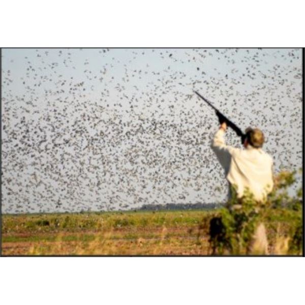 Bolivian Adventures Dove and Pigeon Hunt
