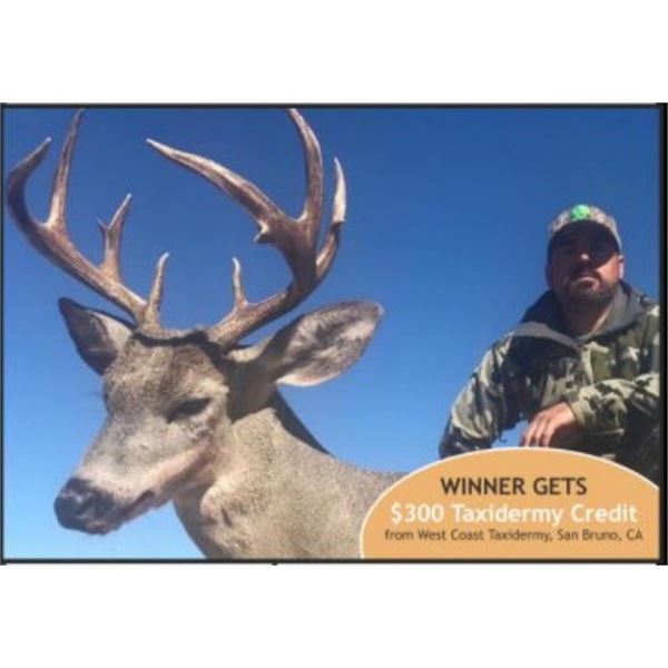 Muy Grande Coues Deer