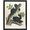Image 2 : Audubon Imperial Quadruped Print