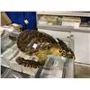 Image 2 : TAXIDERMY TURTLE WITH VISIBLE DAMAGE