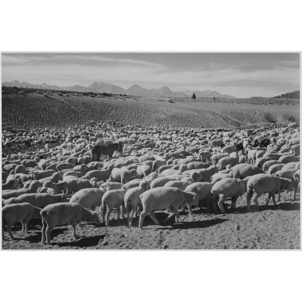 Adams - Flock in Owens Valley, 1941
