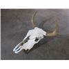 Image 2 : Steer Skull- 19"W