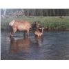 Image 2 : Unsigned Elk Photo- 40.5" X 28.5"
