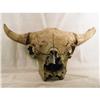 Image 1 : BUFFALO SKULL