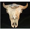 Image 1 : BUFFALO SKULL Elmer Schock