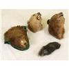 Image 1 : 3 TAXIDERMY BEAR HEADS & TAIL
