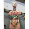 Image 1 : 18" Tall Anatomical Model