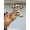 Image 10 : DEER SHOULDER MOUNT