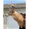 Image 11 : DEER SHOULDER MOUNT